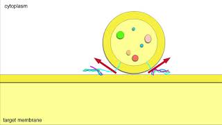 Vesicle Fusion Membrane Docking and Cargo Release [upl. by Aigneis]