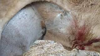 Abdominocentesis in cow Caudal abdominocentesis [upl. by Seema]