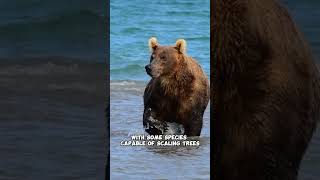 5 short facts about bears 5 Facts for Animals [upl. by Analak]