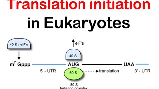 Translation initiation in eukaryotes  eukaryotic translation lecture 1 [upl. by Reteid]