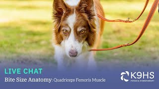 Bitesize Canine Anatomy Quadriceps Femoris Muscle [upl. by Eniamrahs]