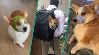 The Best Corgi Compilation On The Internet 2023  Funny and Sassy Moments FurryTails [upl. by Caplan289]