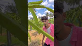 🌀🌀Charan dragon fruit farm hosur  tamilnadu [upl. by Ydnarb]