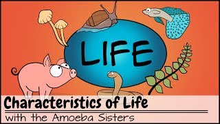 Characteristics of Life [upl. by Lat]