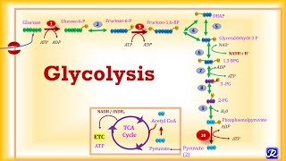 4Glycolysis Metabolic Reactions  Carbohydrates Metabolism4  Biochemistry  NJOY Biochemistry [upl. by Ailene485]