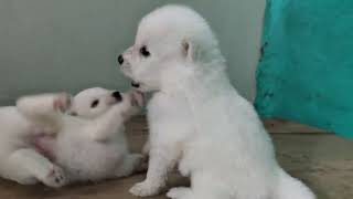 Indian Spitz Puppy  Indian Spitz Puppy Barking 🐕 [upl. by Milli989]