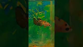 Betta Fish breeding Tips bettafish petfish fish aquarium betta fishing fish water guppy [upl. by Chrystal]