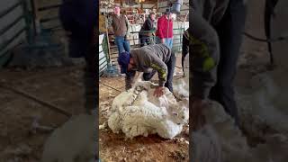 Shearing a Huge Registered Rambouillet Ewe 🐑 [upl. by Manda632]