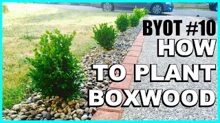 DIY Boxwood Appeal  HOW TO PLANT SHRUBS [upl. by Lias409]