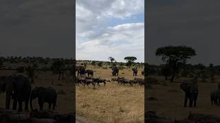 Wildebeest stampede past elephants wildlife shorts [upl. by Laehcim]