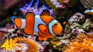 Aquarium 4K VIDEO ULTRA HD 🐠 Beautiful Coral Reef Fish  Relaxing Sleep Meditation Music 51 [upl. by Luapsemaj519]