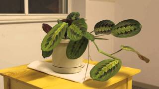 Prayer Plant Time Lapse [upl. by Arber]