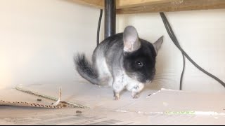 The Chinchilla Shake and Waddle [upl. by Ranice]