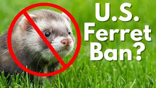 US Bill to Ban Ferrets [upl. by Lexerd866]