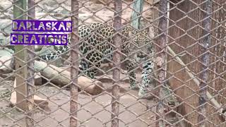 Tiger Guwahati Zoo tiger guwahati guwahatidiaries [upl. by Kcirederf]