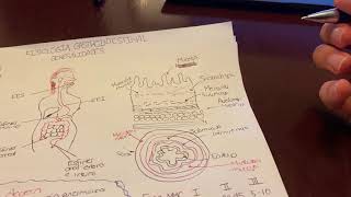 Introducción a Fisiología Gastrointestinal [upl. by Iot]