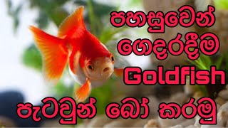 How to breed goldfish easilySinhala [upl. by Rufina]