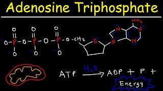 Bioenergetics Part 3 Adenosine Triphosphate ATP [upl. by Peh]