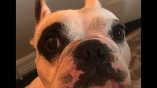 Walter the talking Frenchie dogBEST OF COMPILATION🐶 [upl. by Gorrian]