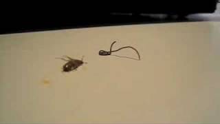 parasite worm wich crawled out of cockroach  must see [upl. by Rutledge337]