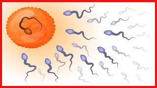 Cómo interpretar los resultados de un espermograma [upl. by Ilbert]