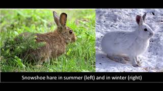 Lagomorpha  Hares Rabbits and Pikas [upl. by Ritchie]