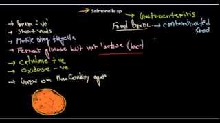 Salmonella introduction [upl. by Sharla]