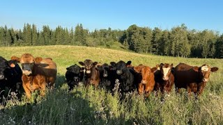 Blackland Ranches Inc  860 SeptOct Grass Heifers  70 Head Ardrossan AB [upl. by Carlo129]