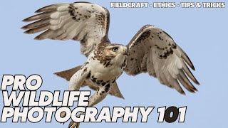 Top Tips for Wildlife Photography in the Field  Learn from a Professional Naturalist amp Photographer [upl. by Nylrak]