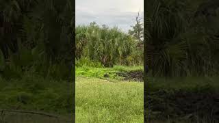 Nice deer in the Everglades everglades deer florida fyp [upl. by Mchenry]