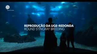 Reprodução da ugeredonda no Oceanário de Lisboa [upl. by Brass]