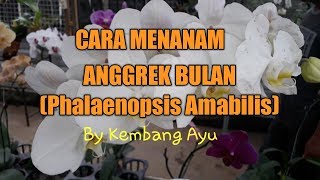 CARA MENANAM ANGGREK BULAN PHALAENOPSIS AMABILIS ORCHID DAN PERAWATANNYA [upl. by Odirfliw]