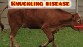 Fetlock knuckle  knuckling disease  hoof problems in cows [upl. by Gayla]