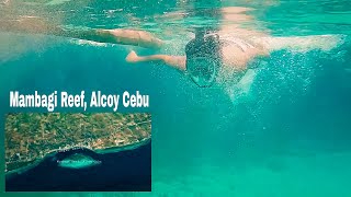 Mambagi Reef Alcoy Cebu A glimpse vlog [upl. by Ardehs971]