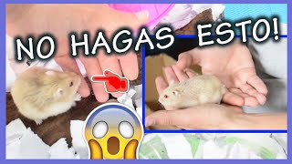 Cómo JUGAR con mi HAMSTER [upl. by Anelagna]