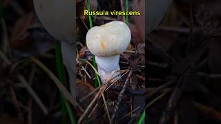 Russula virescens ดอกสวยมาก [upl. by Hnil]