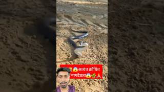 Snake  sap china jaina onek somoy tai sabdan [upl. by Buschi650]