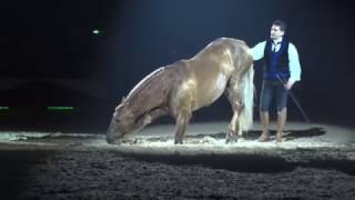 Zoher Gari Crinières dor Cheval Passion 2017 [upl. by Esille]