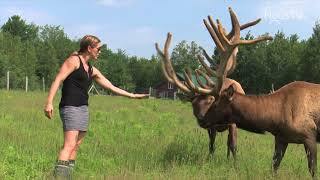 Les Fermes du 21e siècle  La Vallée du Wapiti [upl. by Adnwahsor]