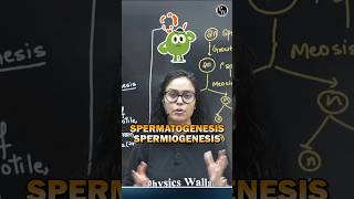 Spermatogenesis vs Spermiogenesis Important Confusing Terms for Neet Exam neet2025 neetpreparation [upl. by Fifi]