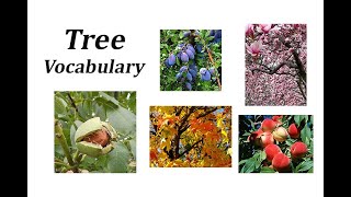 Tree Vocabulary in English [upl. by Nospmoht]