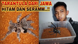 TARANTULA DARI JAWA  HITAM DAN SERAM [upl. by Felisha]