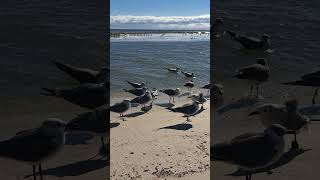 Seagulls The Laughing Gull [upl. by Nnaear]