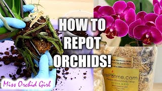 Orchid Care for Beginners  How to repot Phalaenopsis Orchids [upl. by Drawde]