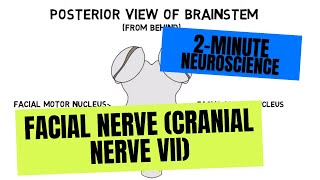 2Minute Neuroscience Facial Nerve Cranial Nerve VII [upl. by Odrareve744]