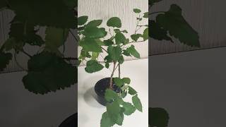 Шелковица  Moraceae music art хобби bonsai растения flower nature природа [upl. by Melnick]