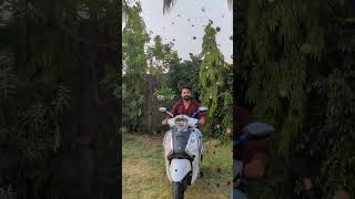 2024  yamaha fascino new color edition hindi viral yamaha [upl. by Laicram]