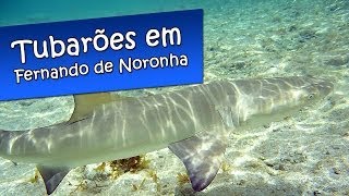 FERNANDO DE NORONHA MERGULHO COM TUBARÕES  NÃO TENHA RECEIO DE MERGULHAR [upl. by Marijo]