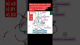 Which adrenergic receptor is located at presynaptic neurons and has an inhibitory effects [upl. by Ttevi]