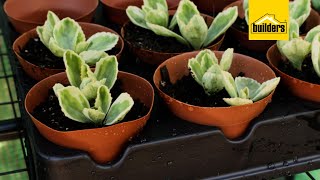 Propagating Plants With The Garden Master Seedling Mix [upl. by Cornel251]